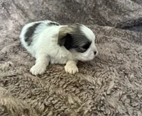 Aubrey , a female Mal Shi for sale in Mammoth Spring, AR – 3 of 8