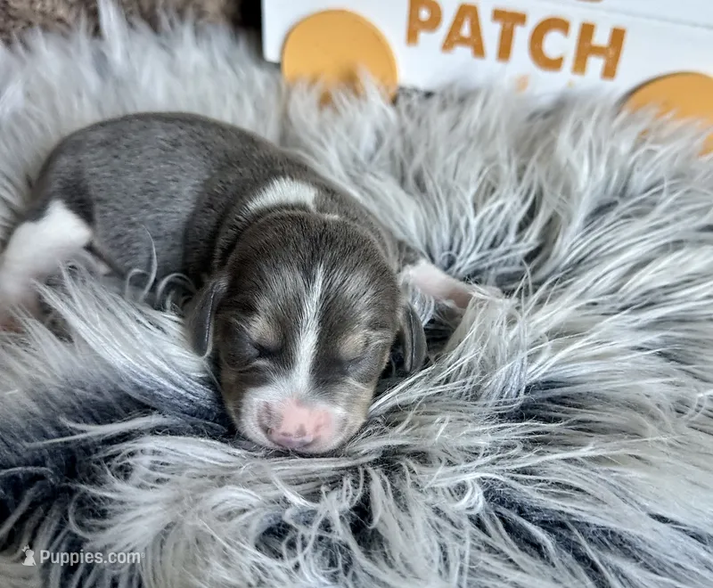 Bella – Beagle puppy for sale in Mammoth Spring, AR