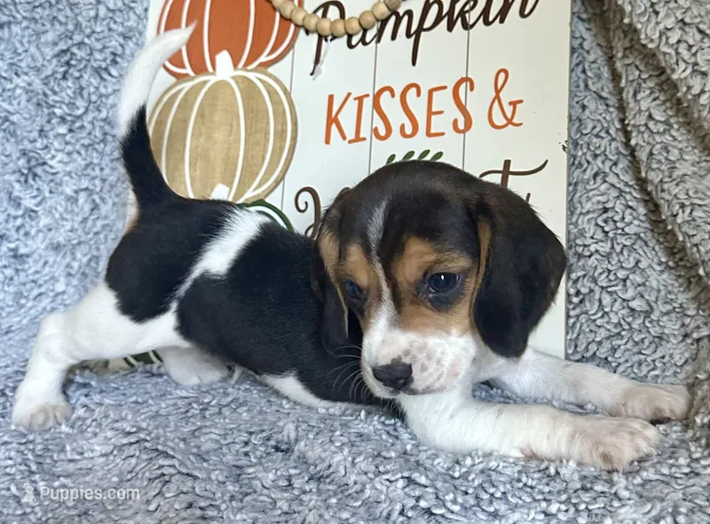 Shiloh  – Beagle puppy for sale in Mammoth Spring, AR