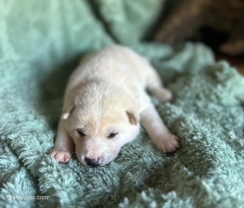 Echo – Shiba Inu puppy for sale in Mammoth Spring, AR