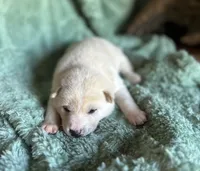 Echo, a male Shiba Inu for sale in Mammoth Spring, AR – 1 of 6