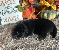 Midnight , a male Shiba Inu for sale in Mammoth Spring, AR – 2 of 7