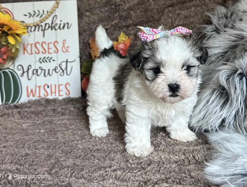Aubrey  – Mal Shi puppy for sale in Mammoth Spring, AR