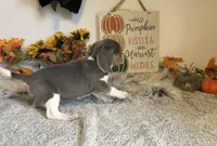 Cinderella, a female Beagle for sale in Mammoth Spring, AR – 2 of 6