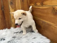 Echo, a male Shiba Inu for sale in Mammoth Spring, AR – 7 of 7