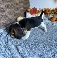 Pluto , a male Beagle for sale in Mammoth Spring, AR – 3 of 6