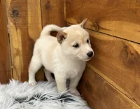 Echo, a male Shiba Inu for sale in Mammoth Spring, AR – 6 of 7
