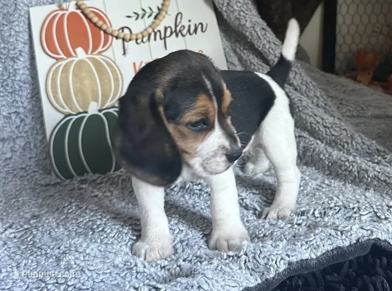 Jasmine  – Beagle puppy for sale in Mammoth Spring, AR