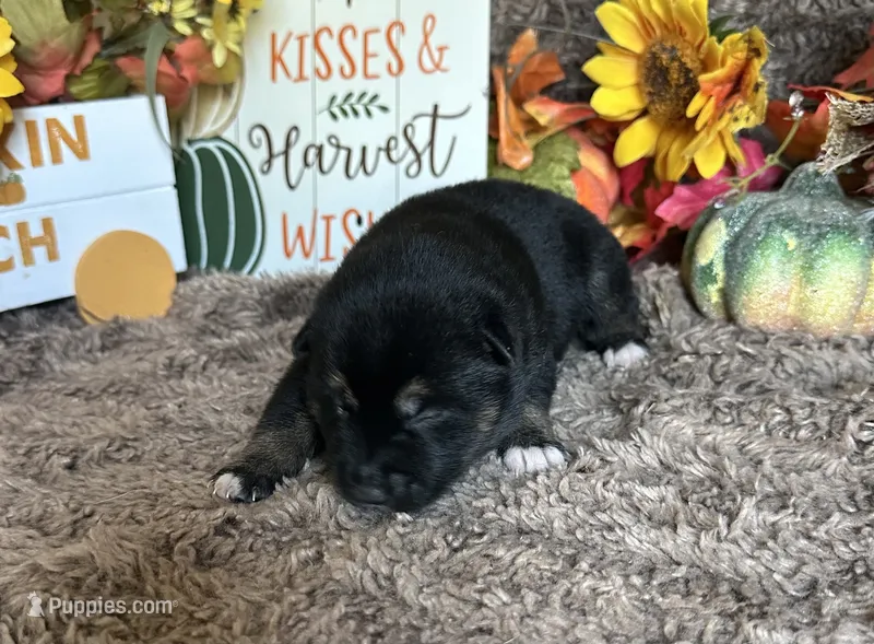 Midnight  – Shiba Inu puppy for sale in Mammoth Spring, AR