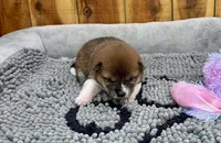 Hoshi, a female Shiba Inu for sale in Mammoth Spring, AR – Photo 4 of 6