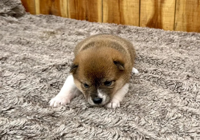 Hoshi – Shiba Inu puppy for sale in Mammoth Spring, AR
