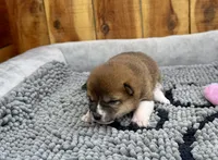 Hoshi, a female Shiba Inu for sale in Mammoth Spring, AR – Photo 2 of 6