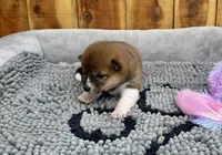 Hoshi, a female Shiba Inu for sale in Mammoth Spring, AR – Photo 5 of 6