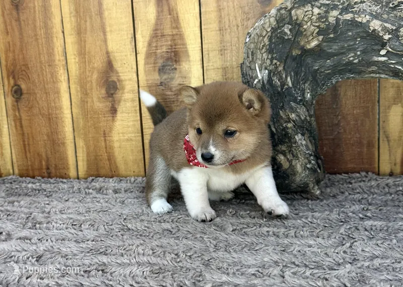 Hoshi – Shiba Inu puppy for sale in Mammoth Spring, AR