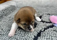 Hoshi, a female Shiba Inu for sale in Mammoth Spring, AR – Photo 1 of 6