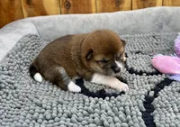 Hoshi, a female Shiba Inu for sale in Mammoth Spring, AR – Photo 3 of 6