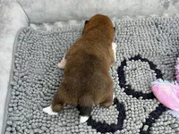 Hoshi, a female Shiba Inu for sale in Mammoth Spring, AR – Photo 6 of 6