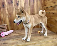Koda, a male Shiba Inu for sale in Mammoth Spring, AR – 3 of 9
