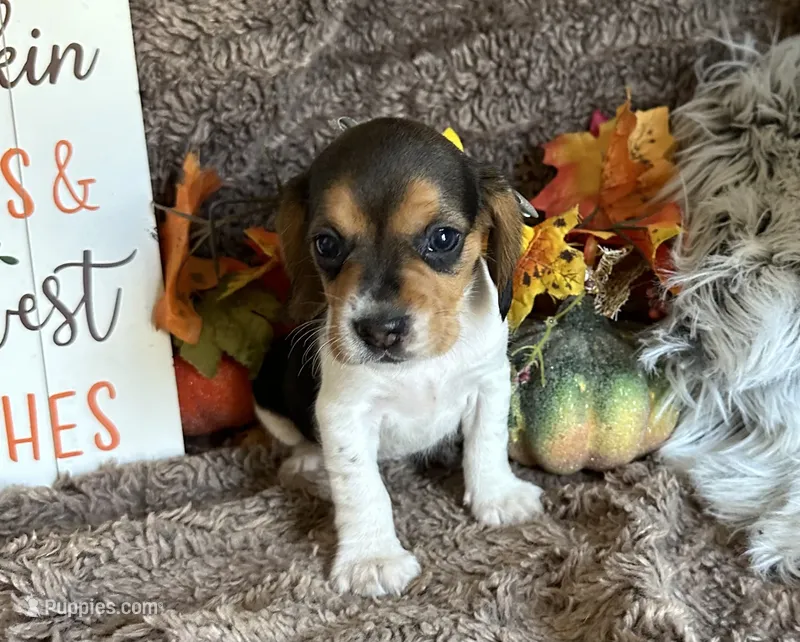Shay – Beagle puppy for sale in Mammoth Spring, AR