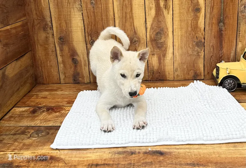 Echo – Shiba Inu puppy for sale in Mammoth Spring, AR