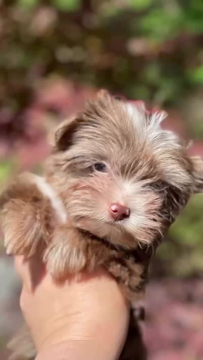 TINY ChocoMerle import lines, a female Yorkshire Terrier for sale in Middletown, NY – 3 of 10