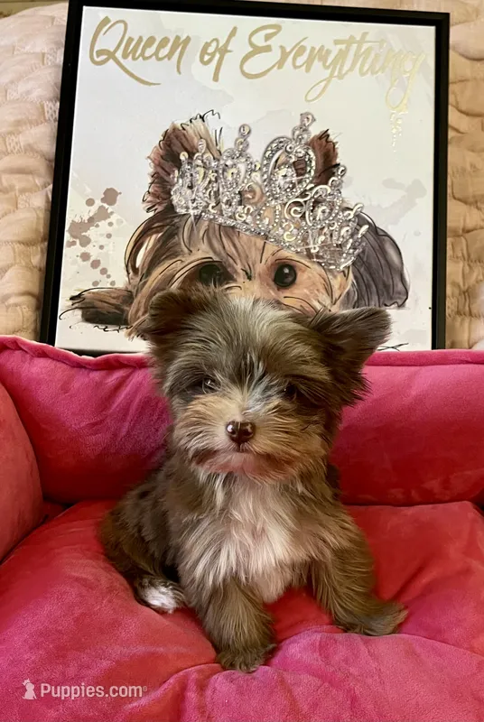 TINY Chocolate Merle  – Yorkshire Terrier puppy for sale in Middletown, NY
