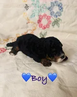 AKC Phantom Boy, a male Poodle - Toy  for sale in Middletown, NY – 3 of 4