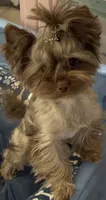  Cartier (import bloodline), a male Yorkshire Terrier for sale in Middletown, NY – 2 of 10