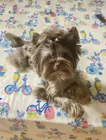  Cartier (import bloodline), a male Yorkshire Terrier for sale in Middletown, NY – 7 of 10