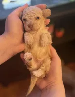 AKC CREAM, a male Poodle - Toy  for sale in Middletown, NY – Photo 1 of 5