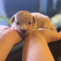 AKC CREAM MALE, a male Poodle - Toy  for sale in Middletown, NY – Photo 3 of 3