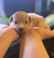 AKC CREAM, a male Poodle - Toy  for sale in Middletown, NY – Photo 5 of 5