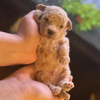 AKC CREAM MALE, a male Poodle - Toy  for sale in Middletown, NY – Photo 2 of 3