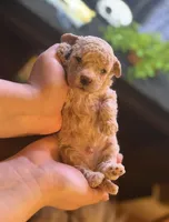 AKC CREAM, a male Poodle - Toy  for sale in Middletown, NY – Photo 3 of 5