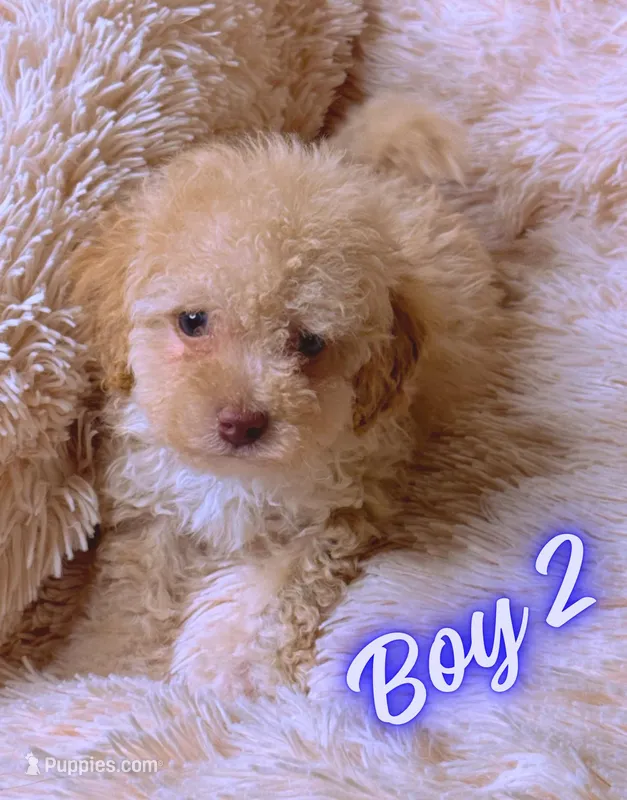AKC CREAM MALE – Poodle - Toy  puppy for sale in Middletown, NY