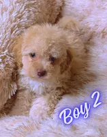 AKC CREAM MALE, a male Poodle - Toy  for sale in Middletown, NY – Photo 1 of 3