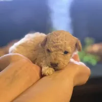 AKC CREAM, a male Poodle - Toy  for sale in Middletown, NY – Photo 4 of 5