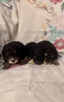 AKC Phantom Female 1, a female Poodle - Toy  for sale in Middletown, NY – 4 of 4