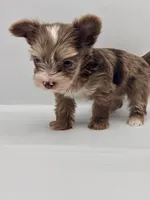 TINY Chocolate Merle , a female Yorkshire Terrier for sale in Middletown, NY – 3 of 10