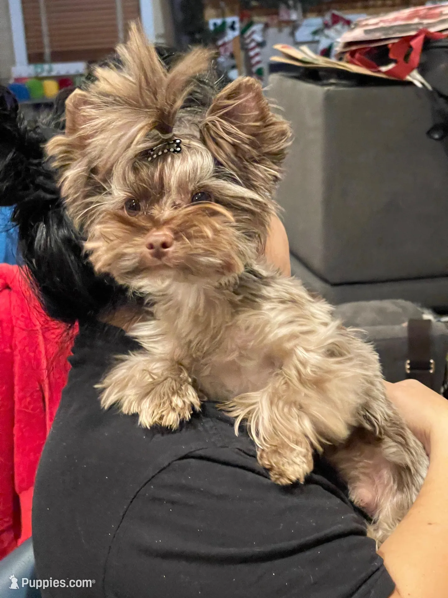 Cartier, a male Yorkshire Terrier for sale in Middletown, NY – Photo 7 of 10