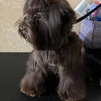 Mila / KB Choc import lines, a female Yorkshire Terrier for sale in Middletown, NY – Photo 6 of 10