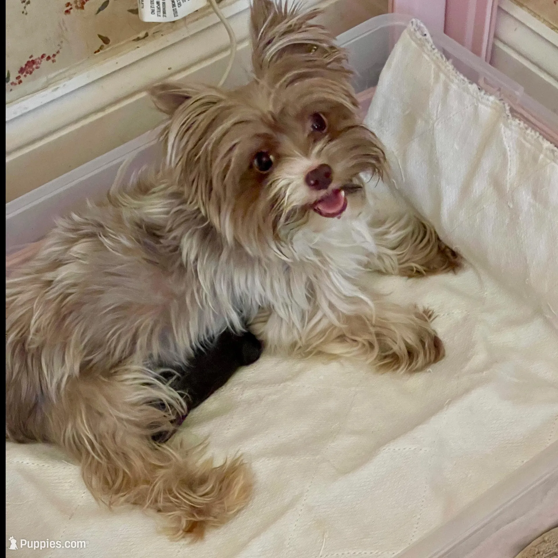 Mila / KB Choc import lines, a female Yorkshire Terrier for sale in Middletown, NY – Photo 9 of 9