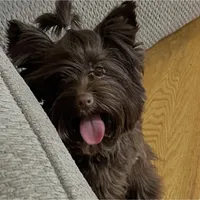 Mila / KB Choc import lines, a female Yorkshire Terrier for sale in Middletown, NY – Photo 4 of 10