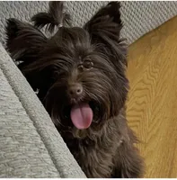 Mila / KB Choc import lines, a female Yorkshire Terrier for sale in Middletown, NY – Photo 4 of 9