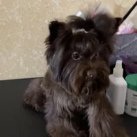 Mila / KB Choc import lines, a female Yorkshire Terrier for sale in Middletown, NY – Photo 5 of 10