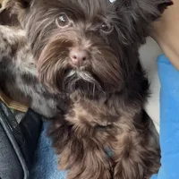 Mila / KB Choc import lines, a female Yorkshire Terrier for sale in Middletown, NY – Photo 2 of 10