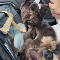 Mila / KB Choc import lines, a female Yorkshire Terrier for sale in Middletown, NY – Photo 1 of 10