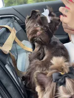 Mila / KB Choc import lines, a female Yorkshire Terrier for sale in Middletown, NY – Photo 2 of 9