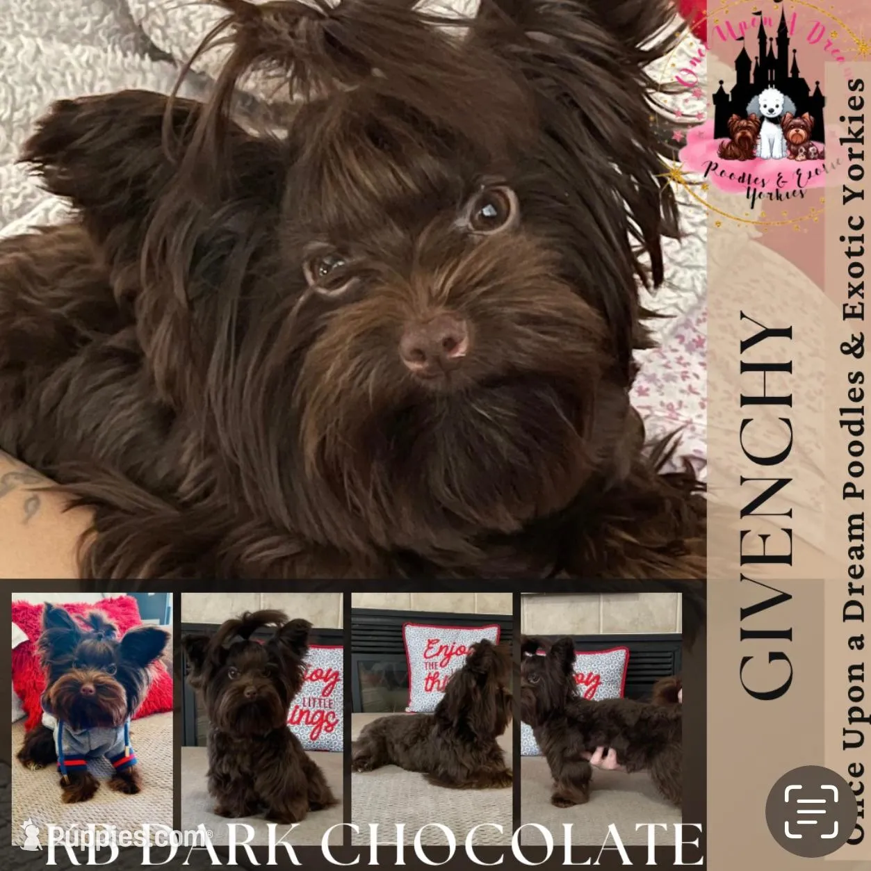 Mila / KB Choc import lines, a female Yorkshire Terrier for sale in Middletown, NY – Photo 8 of 9
