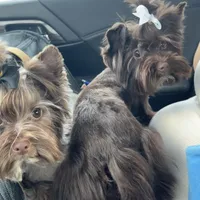 Mila / KB Choc import lines, a female Yorkshire Terrier for sale in Middletown, NY – Photo 3 of 10